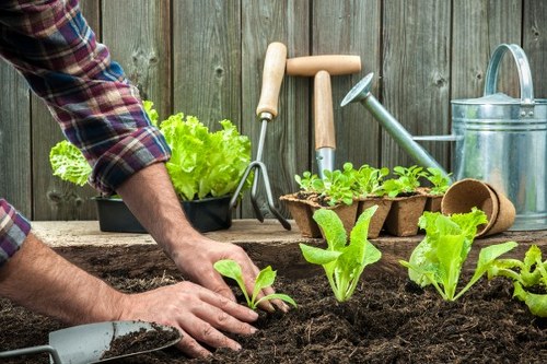 Planning a Coneyhall garden renovation with layout design